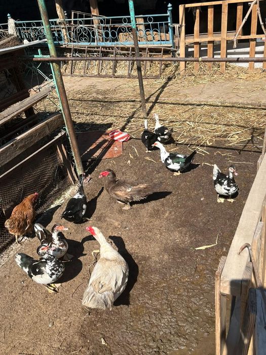 Срочно сатилады индаутка