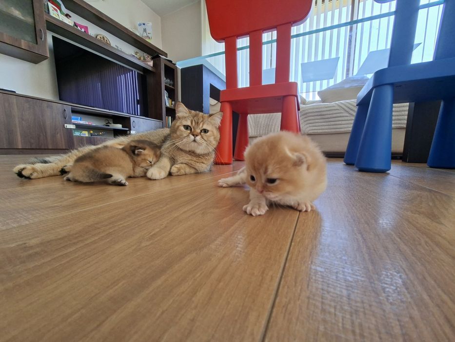 Котенца Британчета