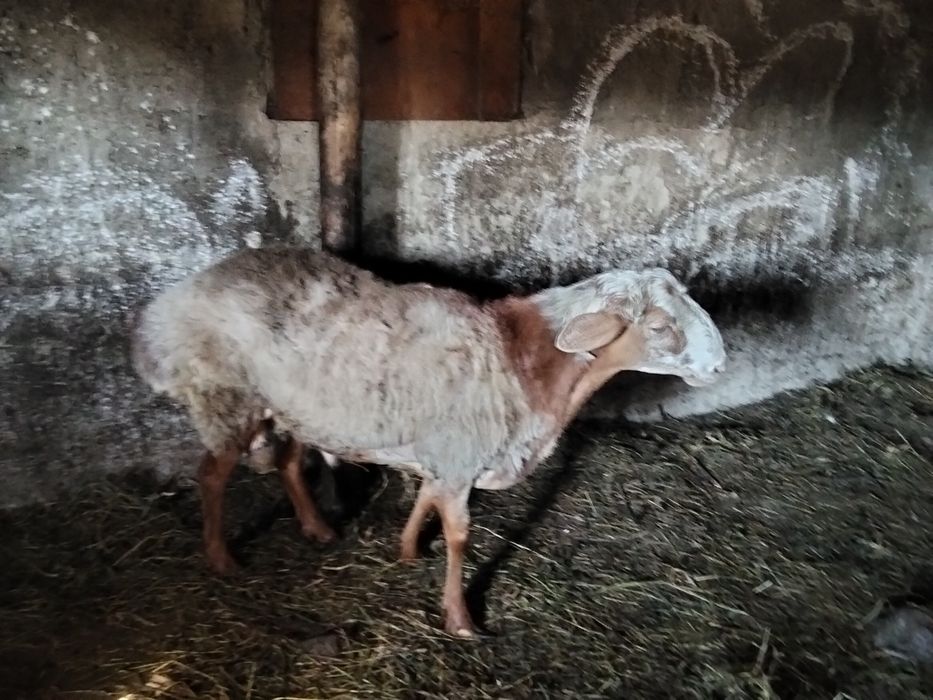 Продам кошкара пародистый