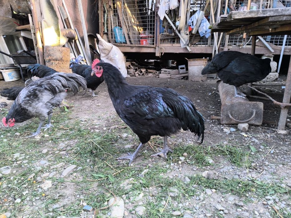 Cocos australorp