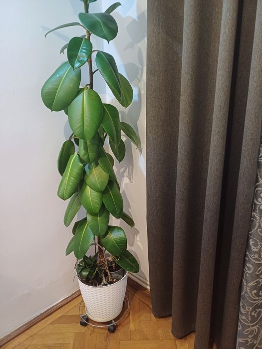 Flori naturale.Ficus