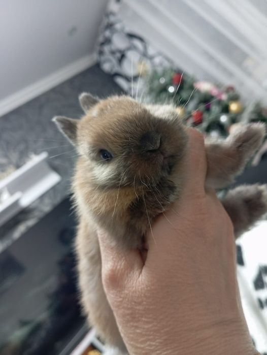 Продам декоративных кроликов .