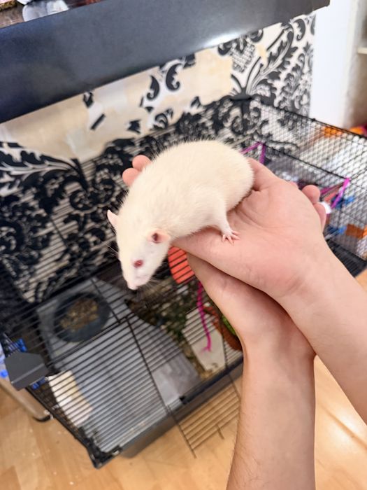 Продаем крыс альбиносцев