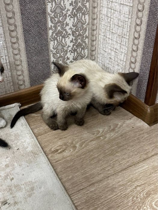 Отдаем котят в хорошие руки