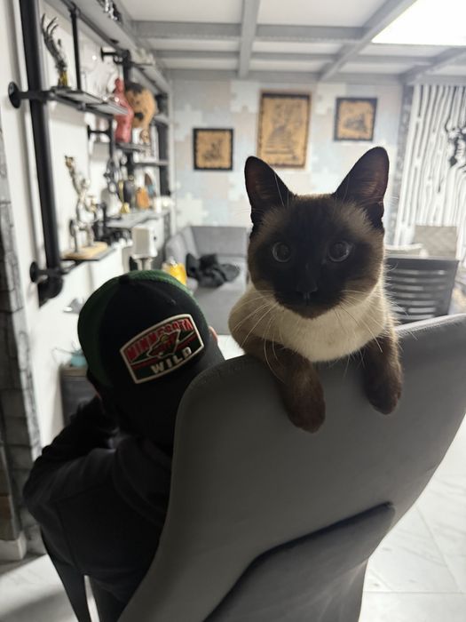 Сиамский котик ищет дом