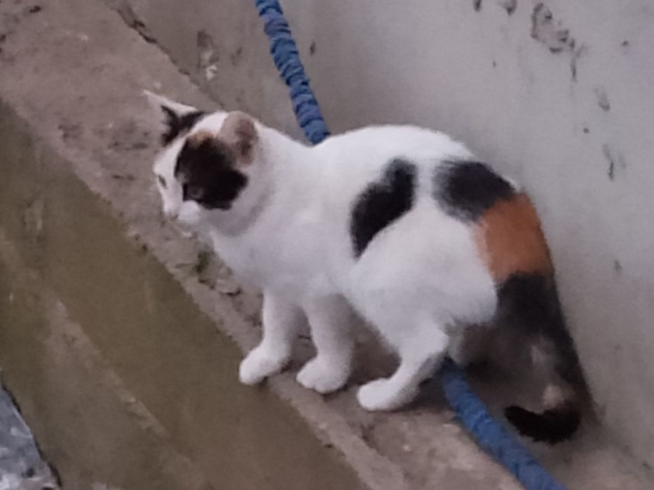 Тегін бір Бала мысық  берем ұрғашы#