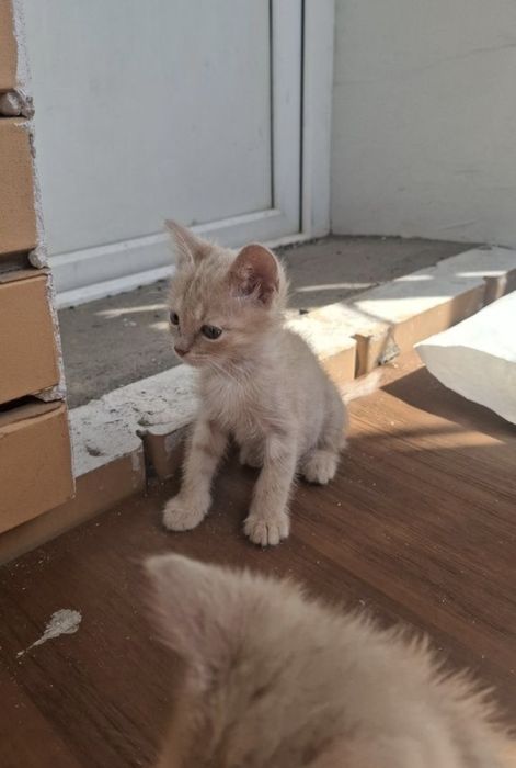 Срочно раөдаем котят в добрые руки!