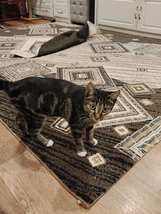 Котенок в добрые руки