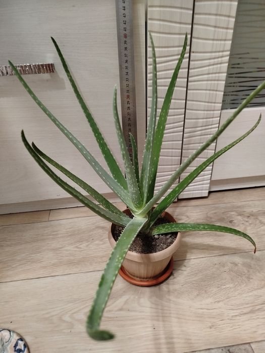 Продам Алоэ Вера
