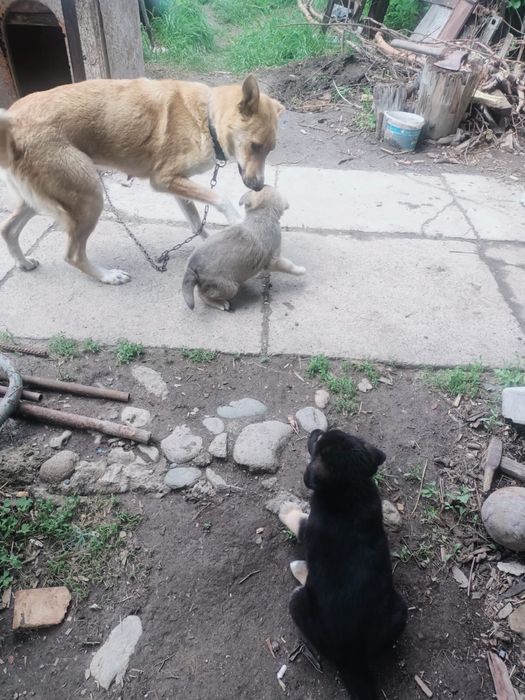 Отдам щенят папа кавказец