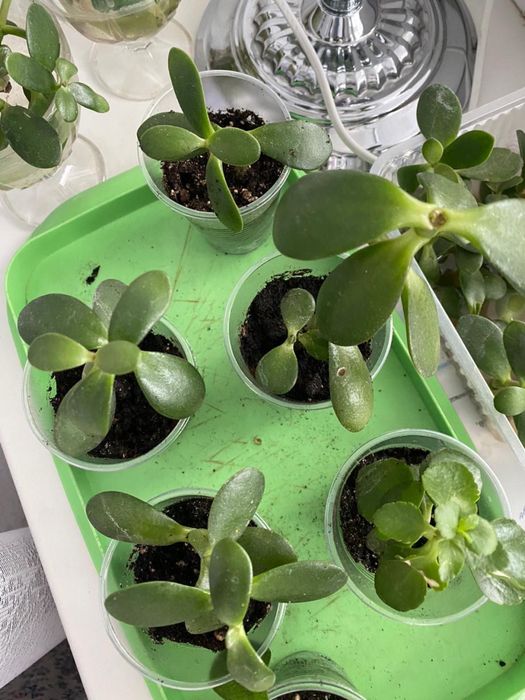 Отростки денежного дерева