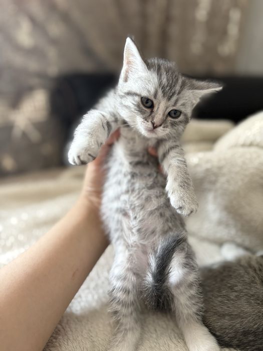 Шотландские котята