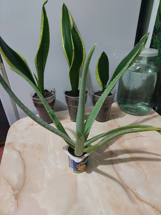 Цветы комнатные растения