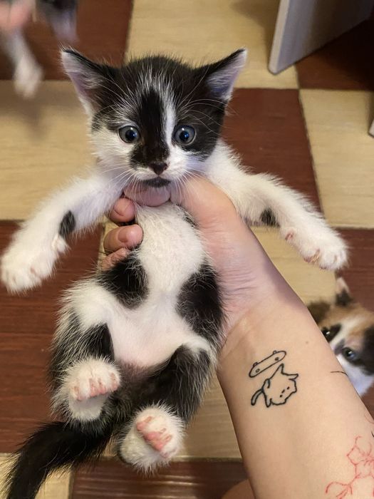 отдам котят в добрые руки