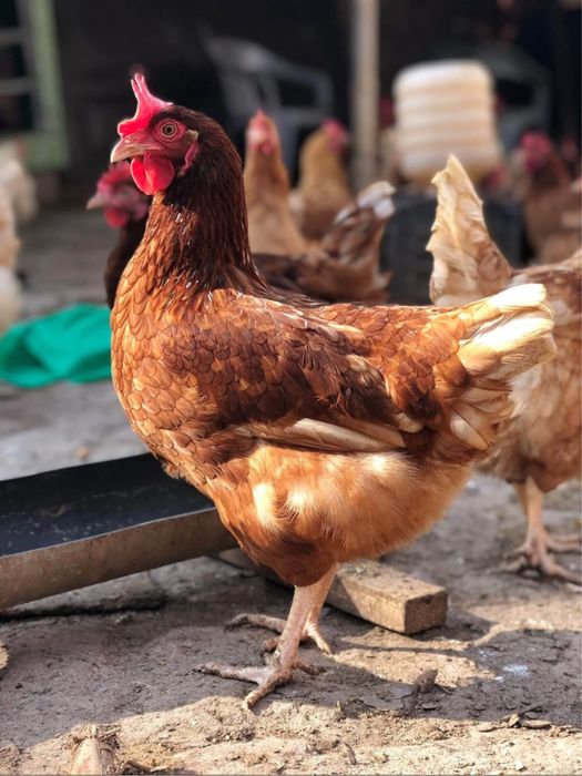 Кокошки носачки за яйца