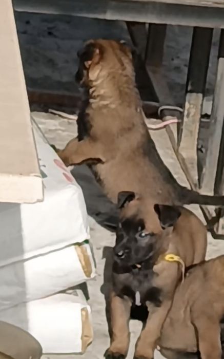 Бельгийская овчарка малинуа