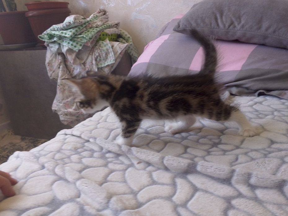 Котята породистые