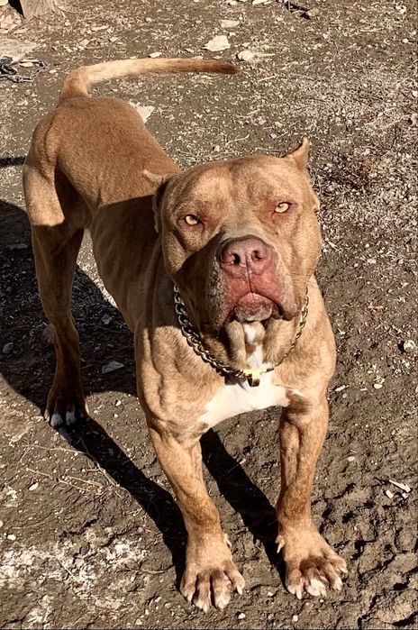 Питбуль чистокровый Кубинец
