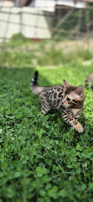 Бенгальские котята