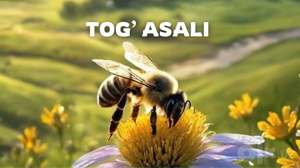 Асал кизгизистон асали