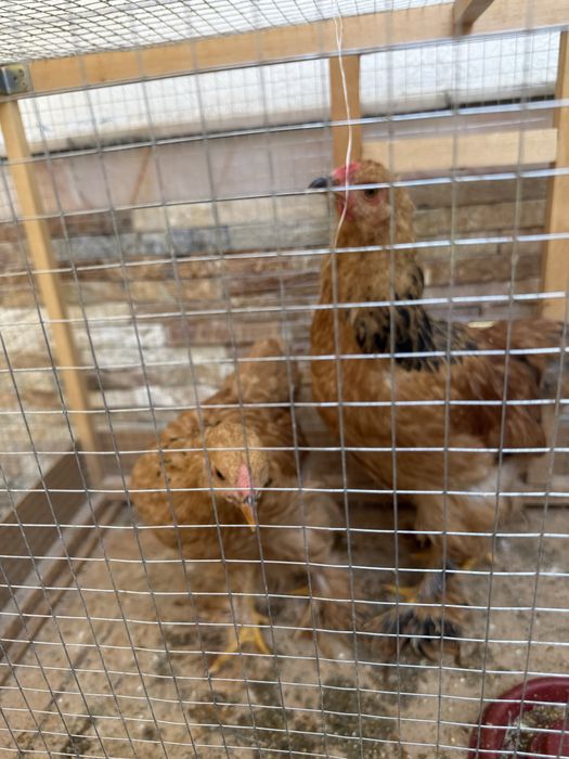 Brama kichkinaligidan qaralgan