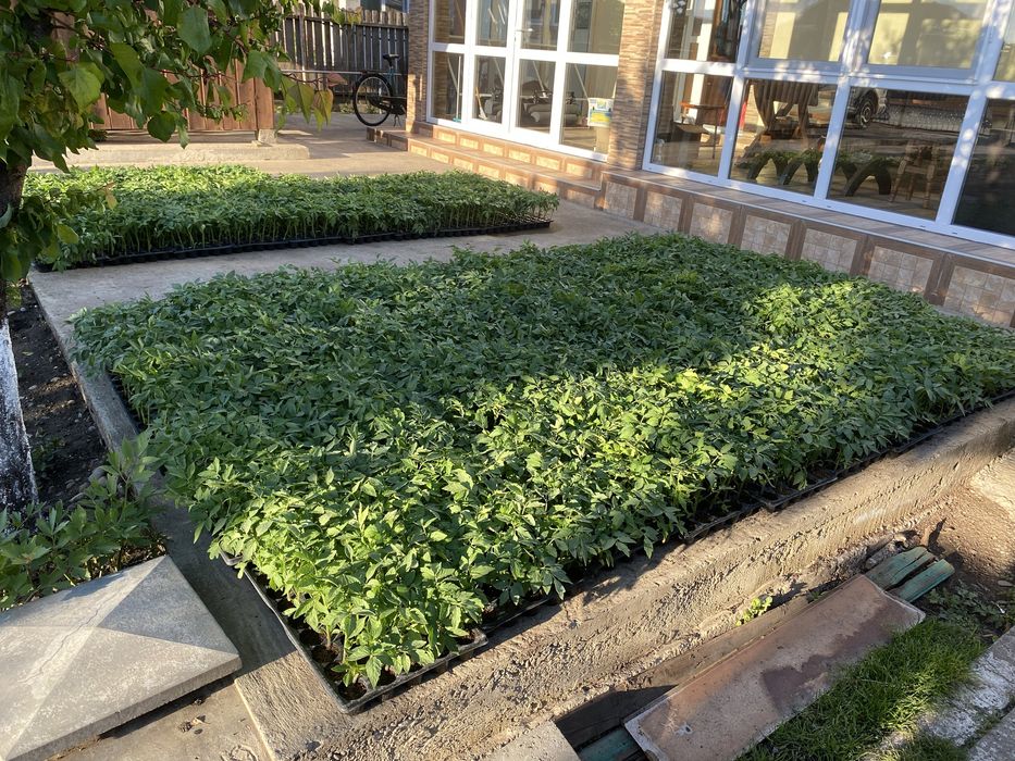 Rasad Legume  Profesionale