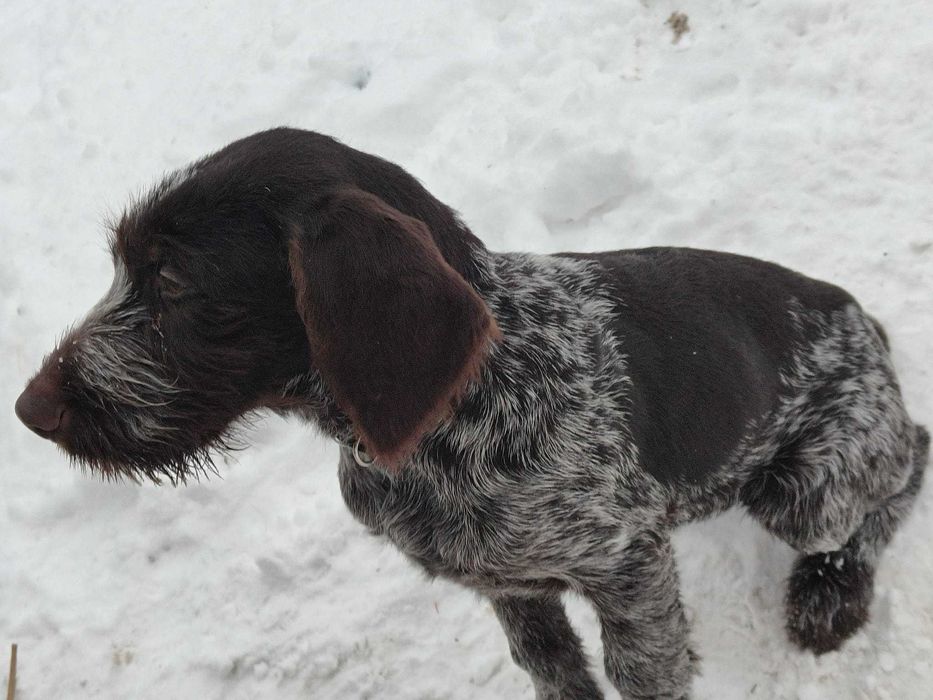 pui brac german sârmos