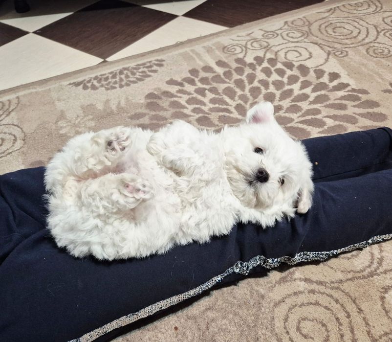 Bichon maltez toy