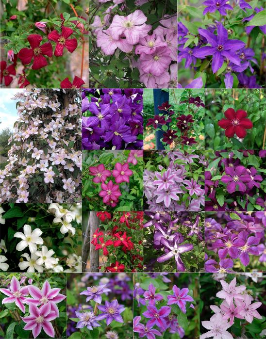 Clematis (Diferite Culori )