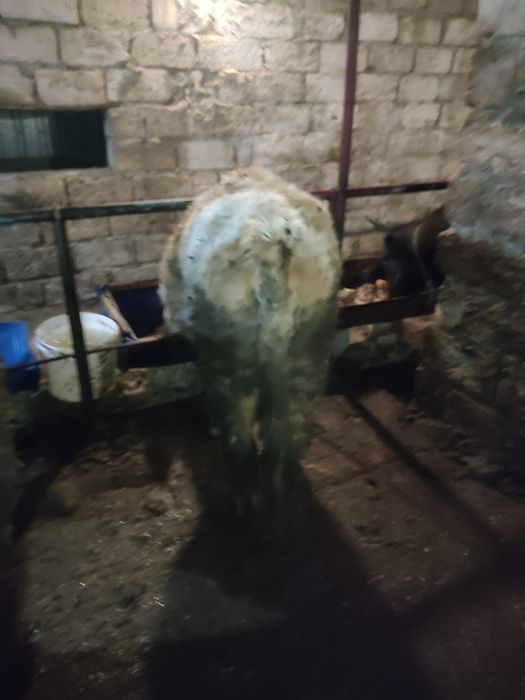 Осы екі баспак сатылады