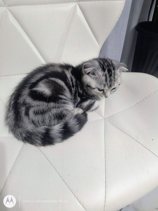 Продам котят скотишь фолд