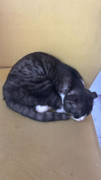 Кошка сатыладыыыы