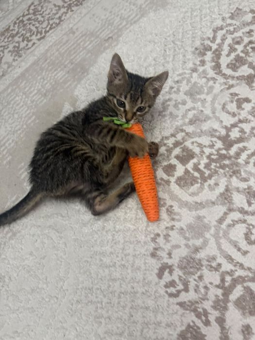 Котенок ищет любящую семью