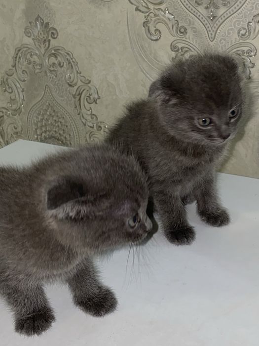 Британский вислоухий мушукчалар сотилади