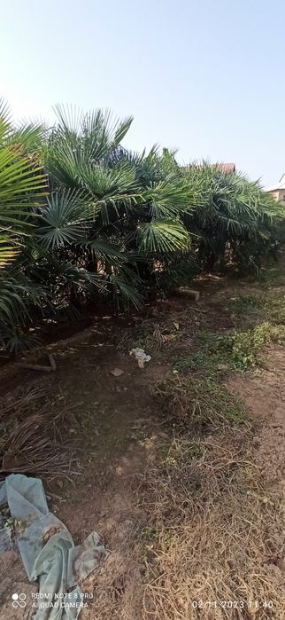 Палма трахкорпус сотилади