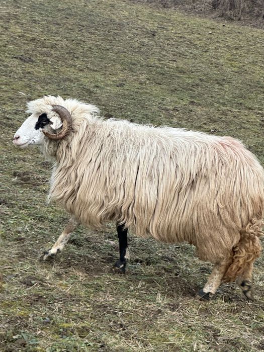 Disponibilă oaie și berbec