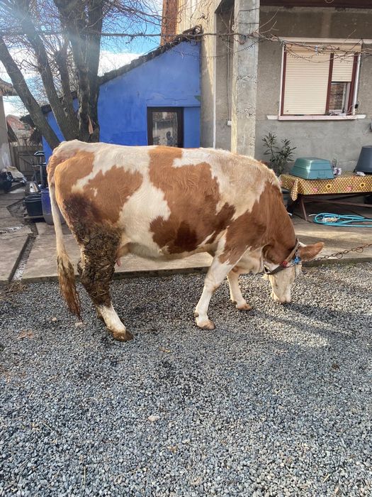 Vacă  de  vânzare