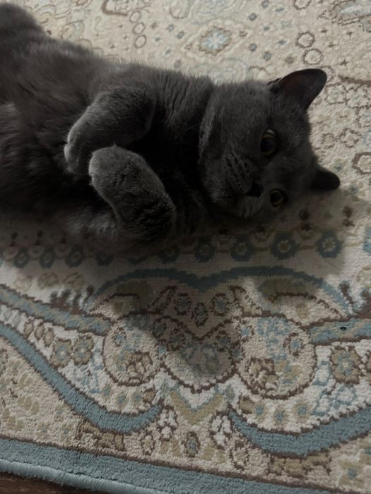 кошка британская