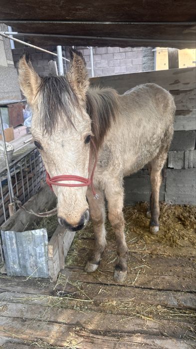 Тай сатылады 9 айлық