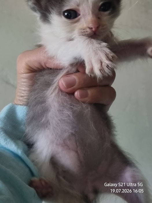 Ищем  котятам дом