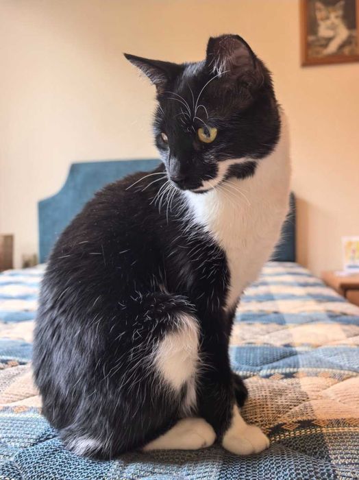 Коте Мърр търси дом