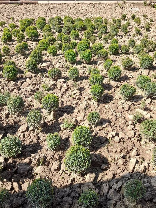 Shamshod. Шамшод