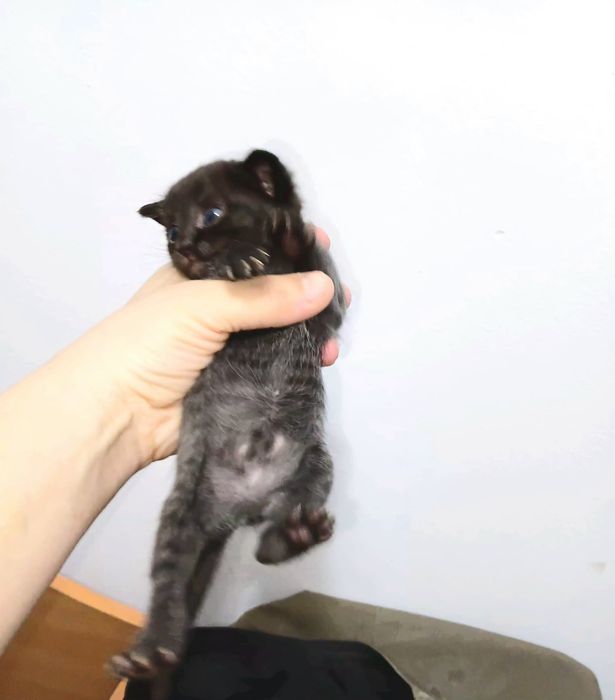 породистые котята
