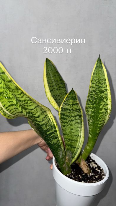 Комнатные растения цветы домашние