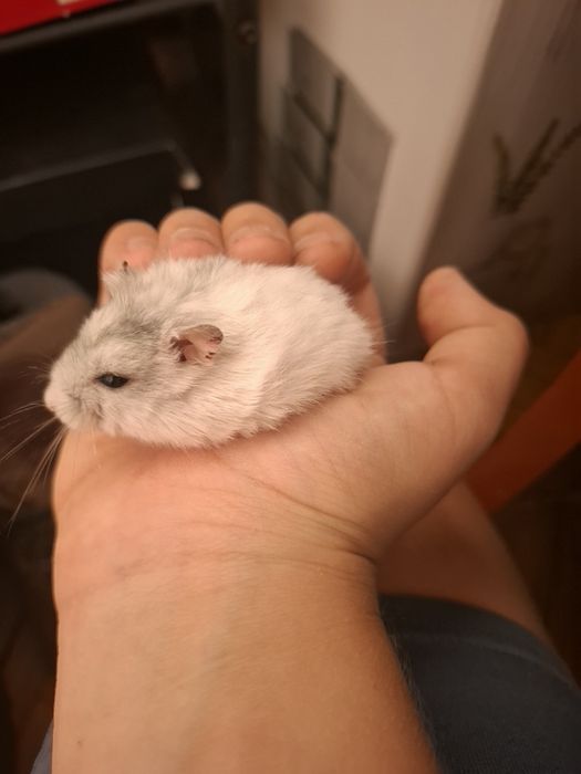 Hamster de vânzare