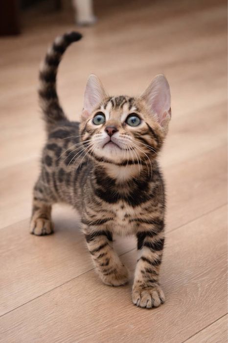 bengal mushuk qoplon bolasi