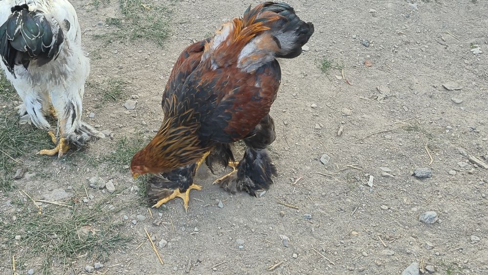 Pui brahma de vanzare