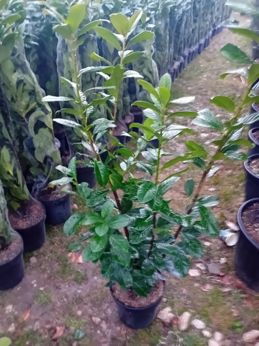 Vând chiparos leylandi