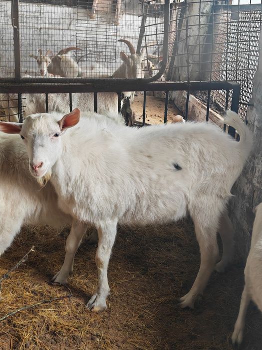 Козёл для случки