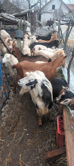 Vând  19 capre  tinere